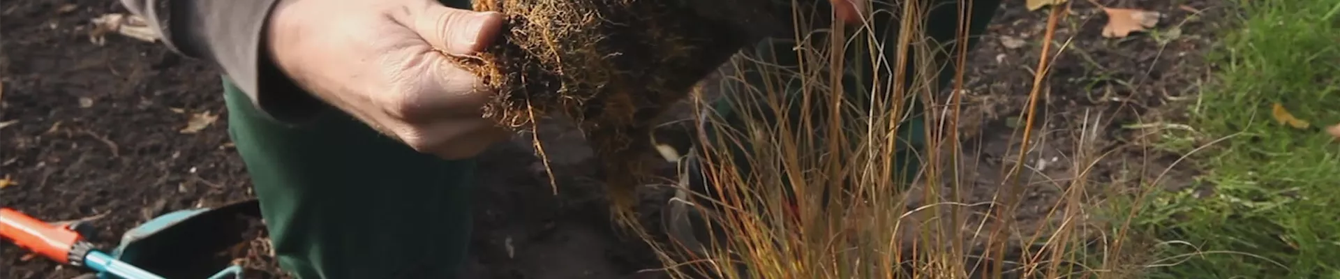 Gräser - Einpflanzen im Garten (thumbnail).jpg