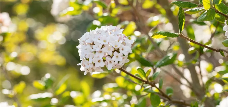 Viburnum x burkwoodii 'Anne Russell' (GS658181.jpg)