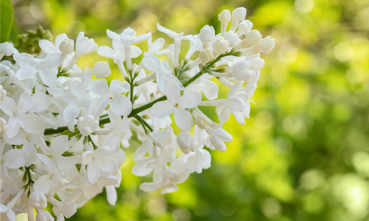 Syringa hyacinthiflora 'Sister Justena' (GS660110.jpg)