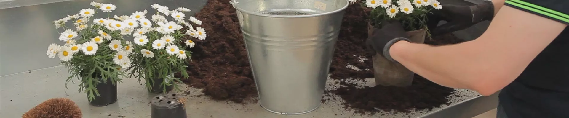 Mageriten - Einpflanzen in ein Gefäß (thumbnail).jpg