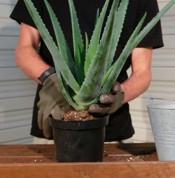 Aloe Vera - Umtopfen