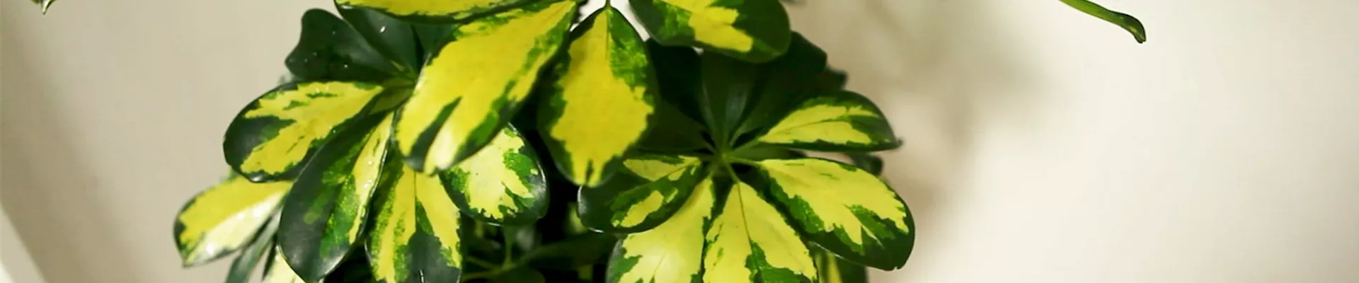 Strahlenaralie - Umtopfen.jpg