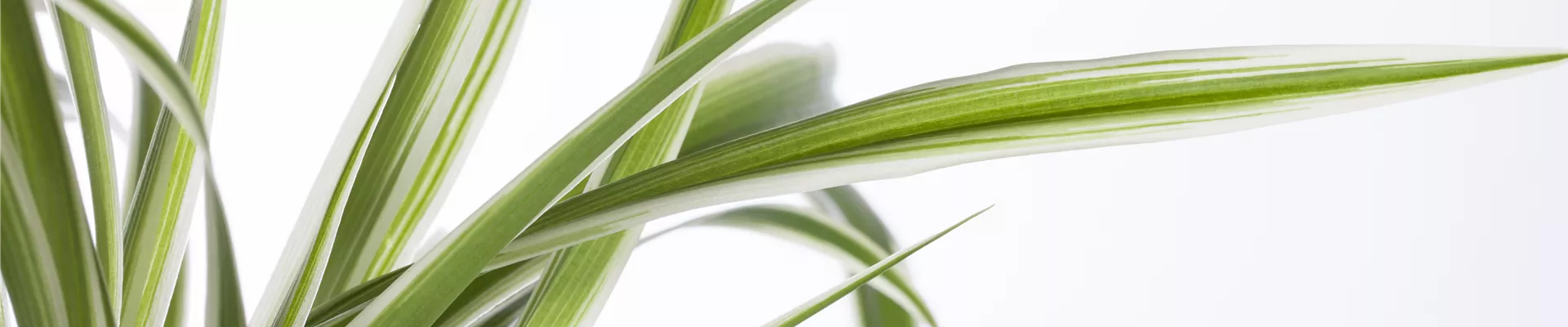 Aktuelle Tipps - Otto's Gartenparadies