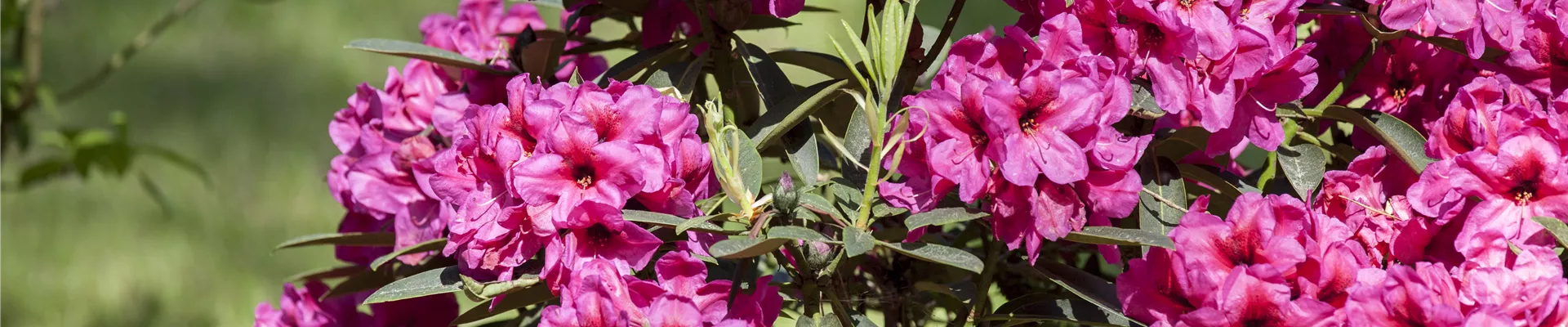 Pflanz- und Pflegeanleitungen - Otto's Gartenparadies