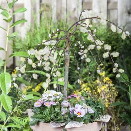 Salix caprea 'Pendula'