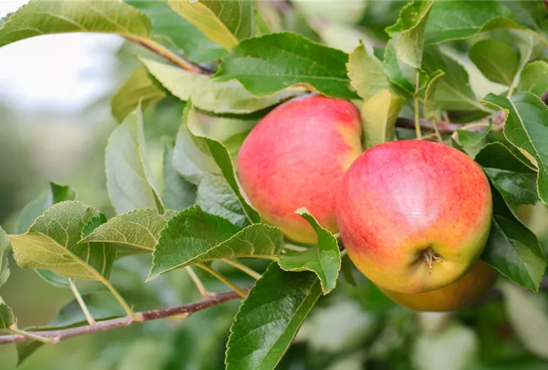 Malus