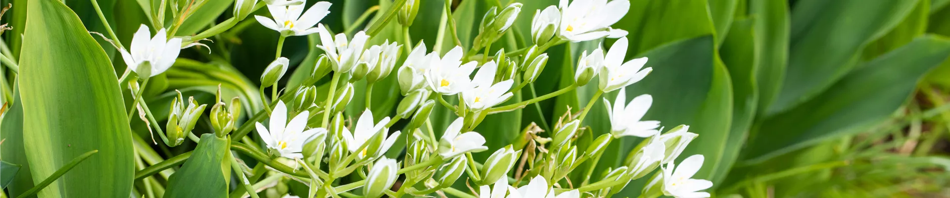 Allium ursinum