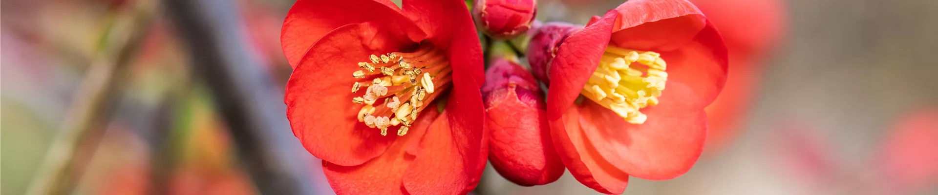 Chaenomeles japonica