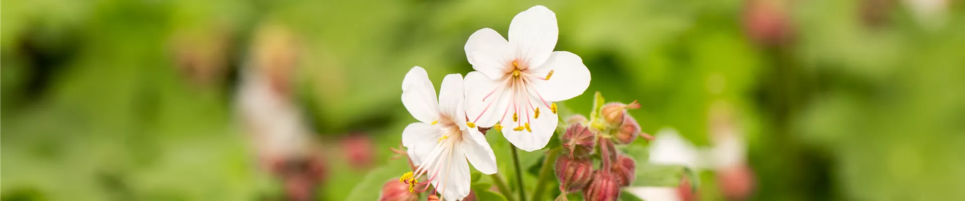 Geranium macrorrhizum 'Spessart'