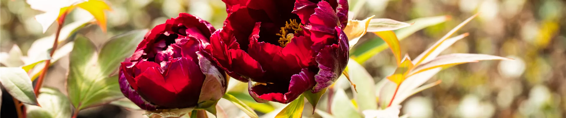 Paeonia x suffruticosa 'Hana-daijin'