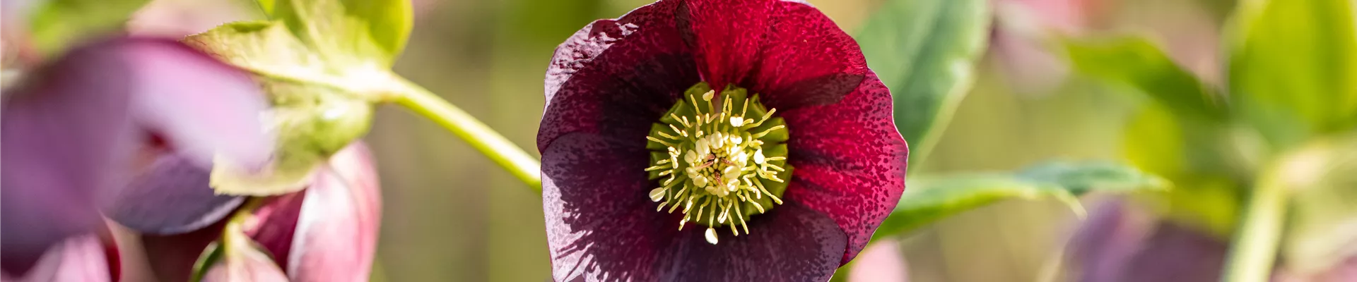 Helleborus orientalis-Hybride Spring Surprise Rachel