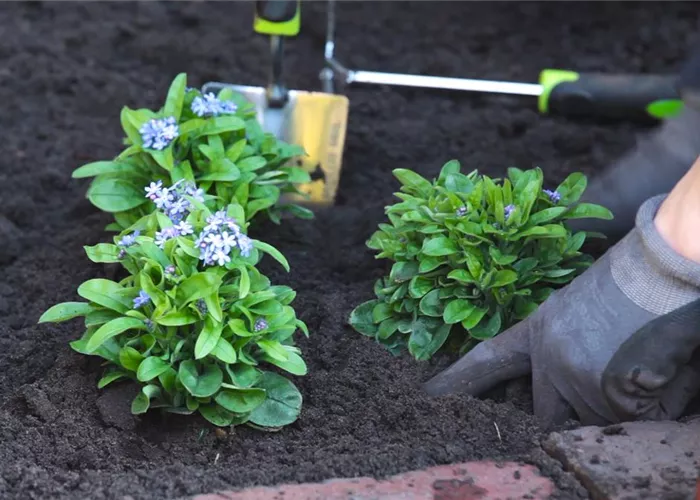 Vergissmeinnicht - Einpflanzen im Garten