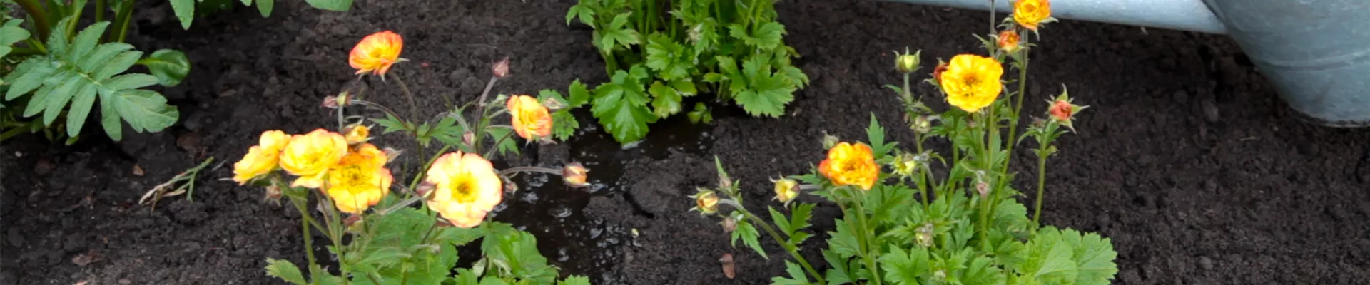 Nelkenwurz - Einpflanzen im Garten (thumbnail)