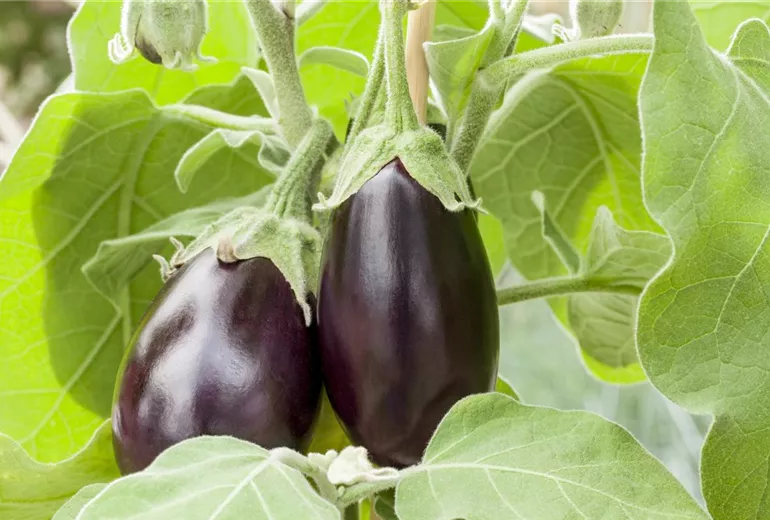 Solanum melongena