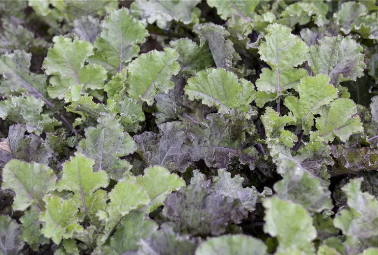 Brassica oleracea