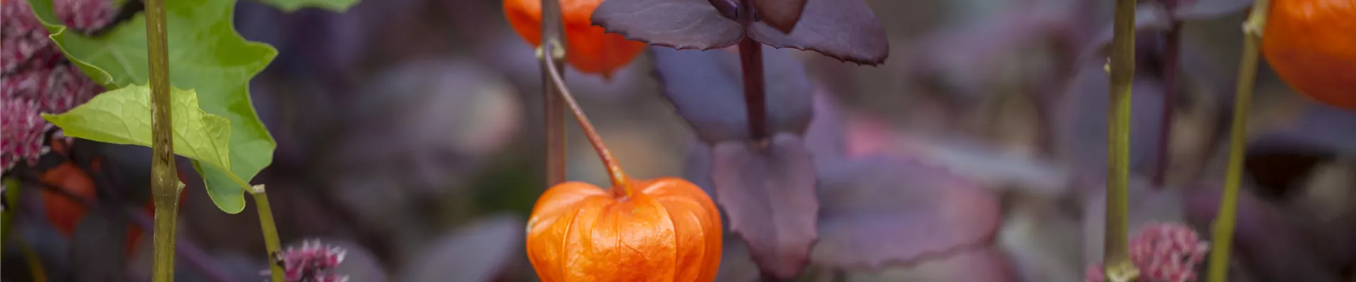 Physalis alkekengi var. franchetii