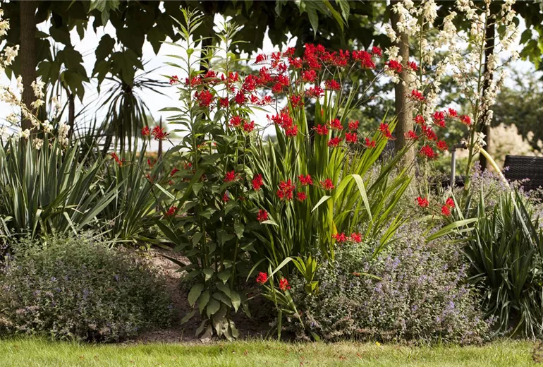 Crocosmia masoniorum