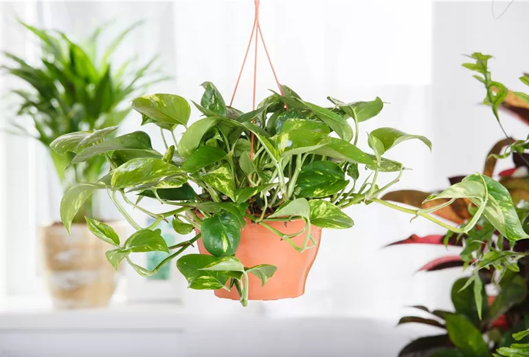 Epipremnum aureum