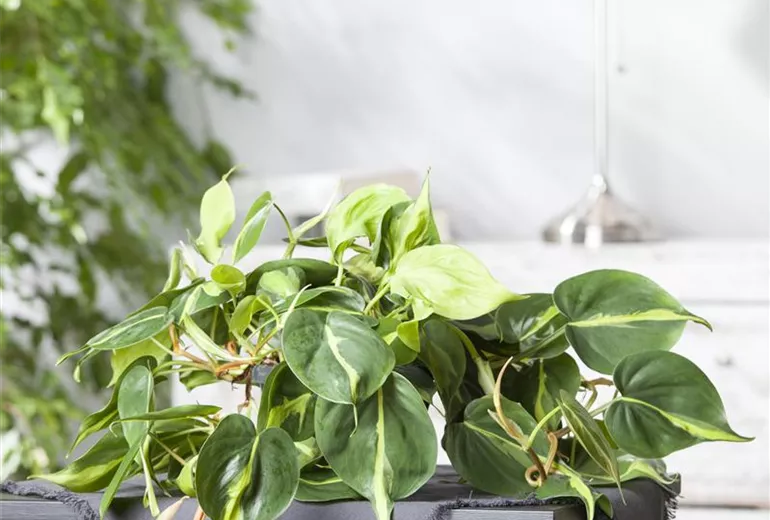 Epipremnum aureum