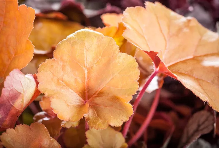 Heuchera