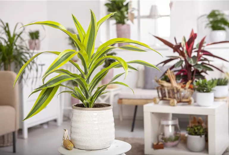 Dracaena fragrans 'Lemon Lime'