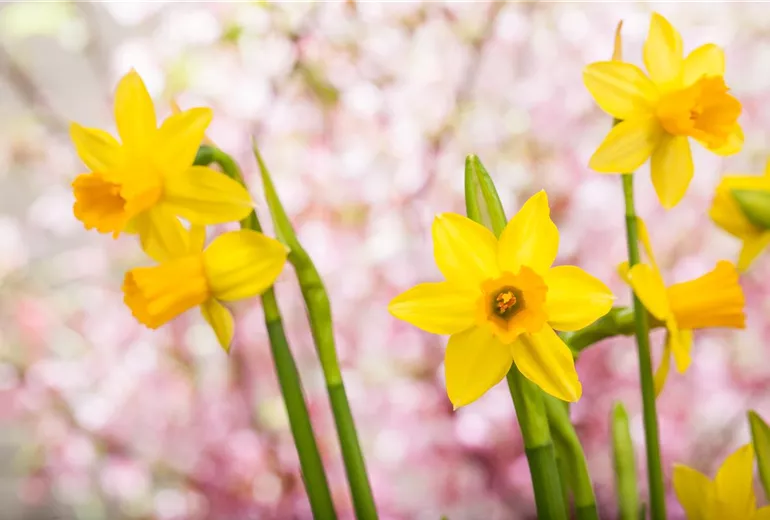 Narcissus