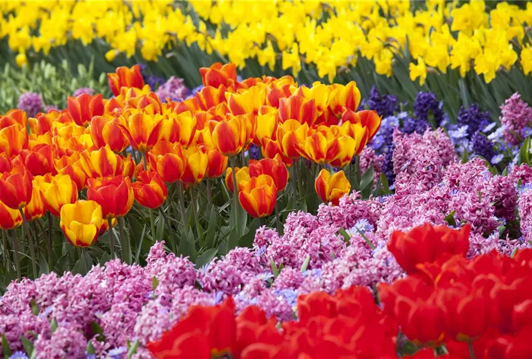 Buntes Zwiebelblumenbeet