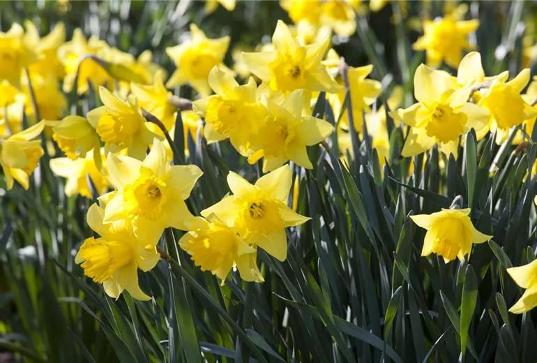 Narcissus