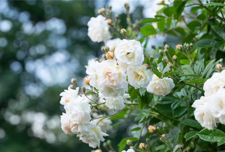 Kletterrose, weiß