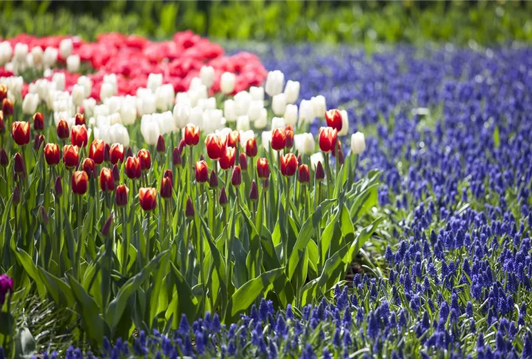 Muscari