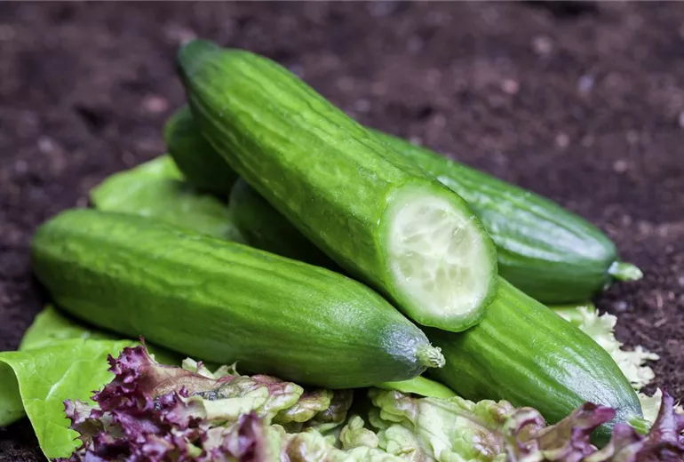 Cucumis sativus