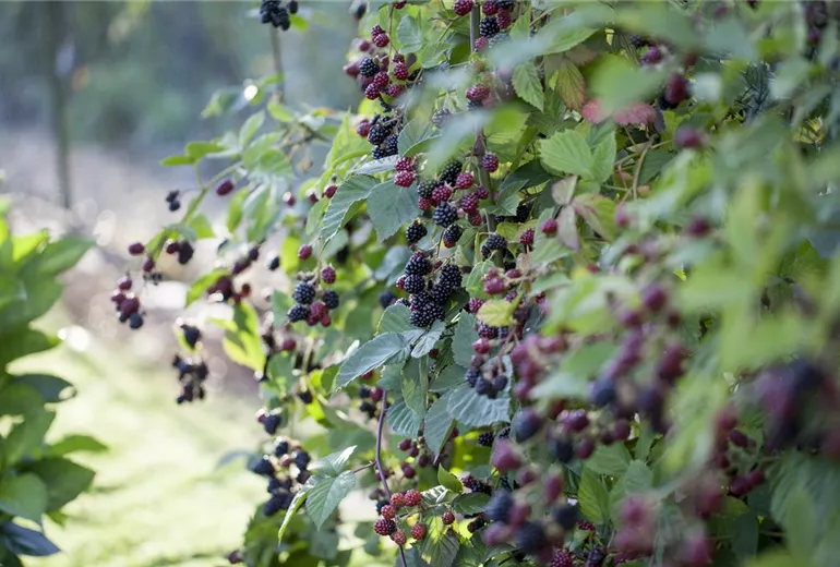 Rubus fruticosus