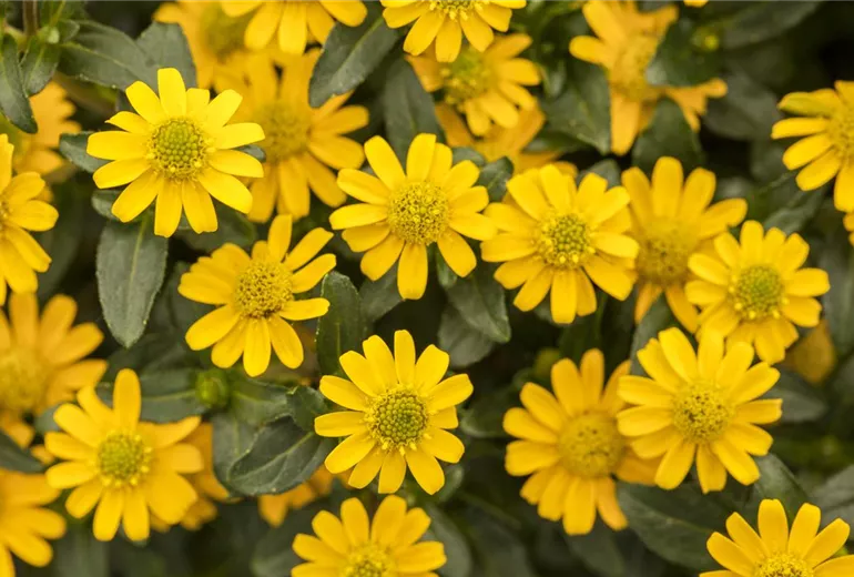 Sanvitalia 'Ariba'
