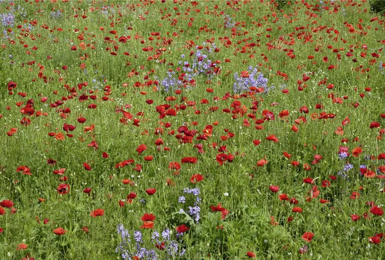 Papaver rhoeas