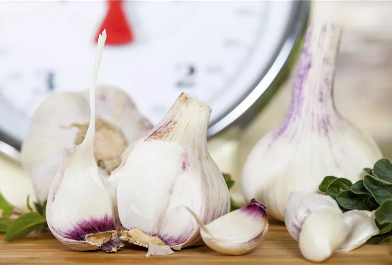 Allium sativum