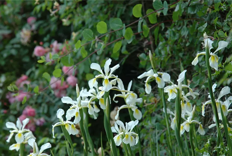 Iris setosa