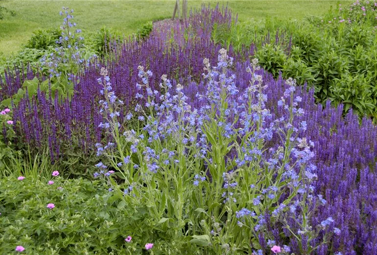 Myosotis