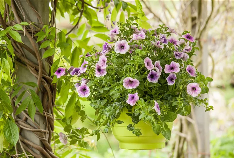 Petunia, zweifarbig