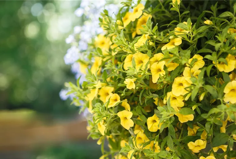 Calibrachoa, gelb