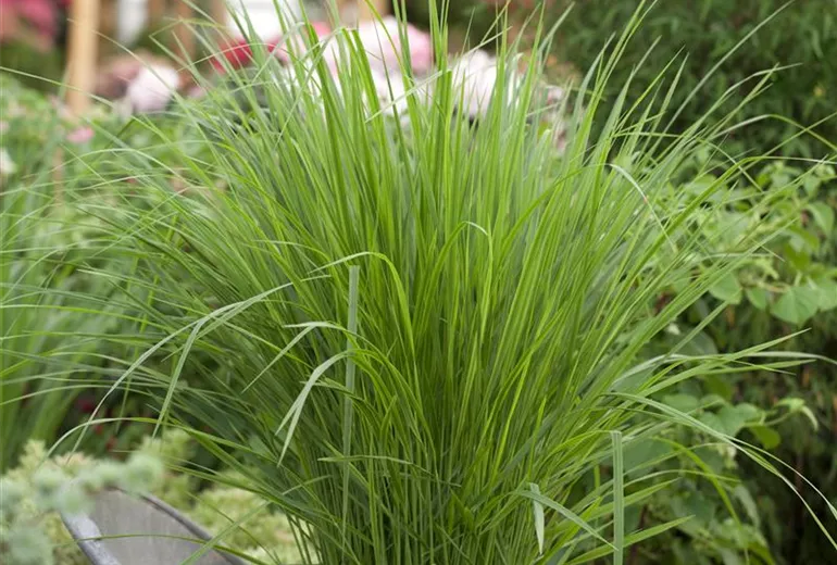 Panicum virgatum