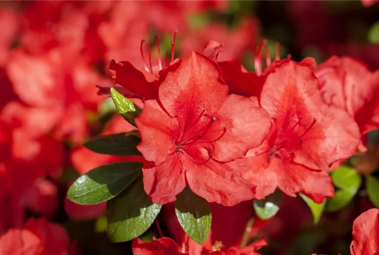 Rhododendron simsii 'Nordlicht'