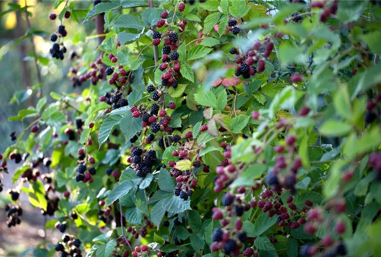 Rubus fruticosus