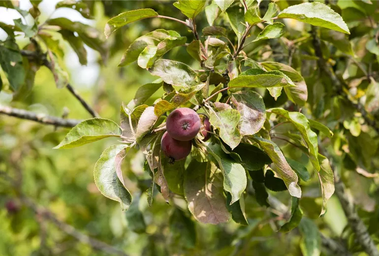 Malus domestica