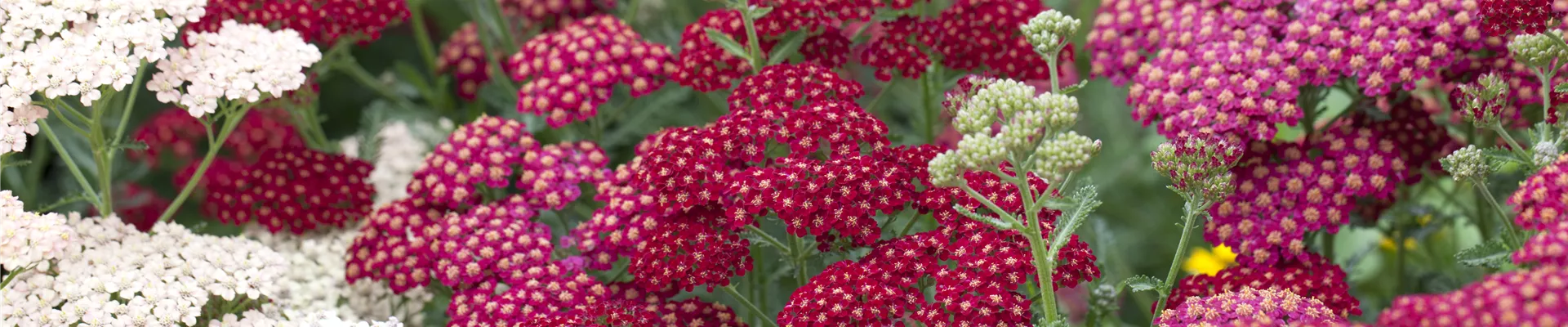 Achillea millefolium 'Red Velvet'