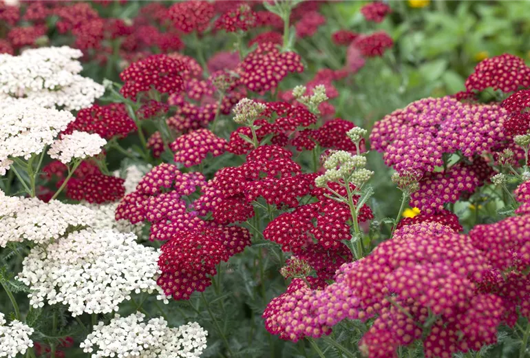 Achillea millefolium 'Red Velvet'