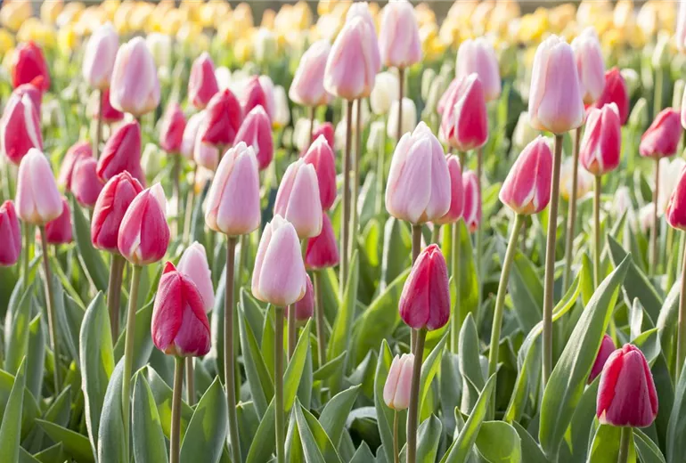 Tulipa 'Apricot Delight'