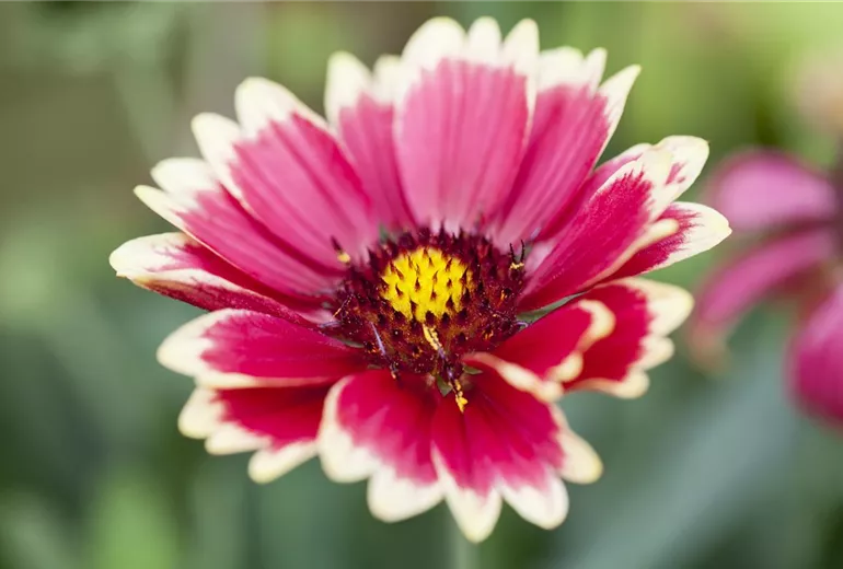 Gaillardia x grandiflora Sunset 'Mexican'
