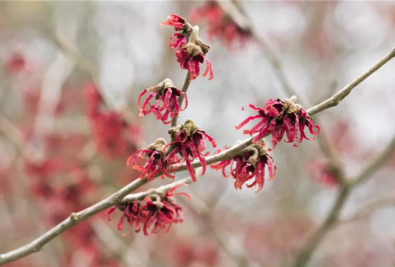 Hamamelis mollis