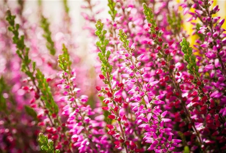 Calluna vulgaris