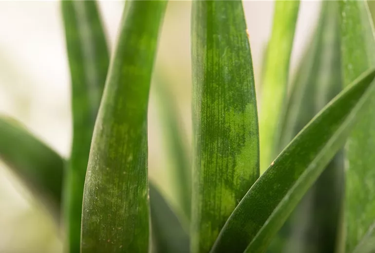 Sansevieria kirkii 'Friends'